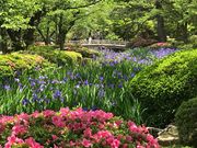 シトラさんの兼六園のカキツバタの投稿写真1