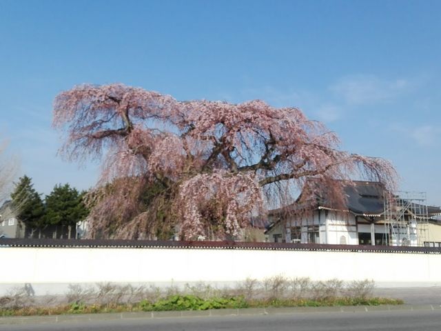 塀の外からのお姿。_法亀寺