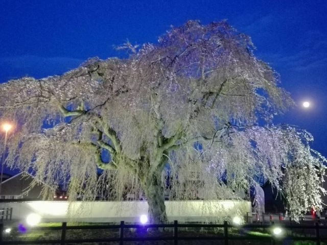 夜は、こんな感じです♪_法亀寺