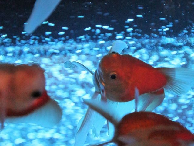 ライトアップをバックに金魚のヒレが透けて綺麗_錦ケ丘ヒルサイドモール