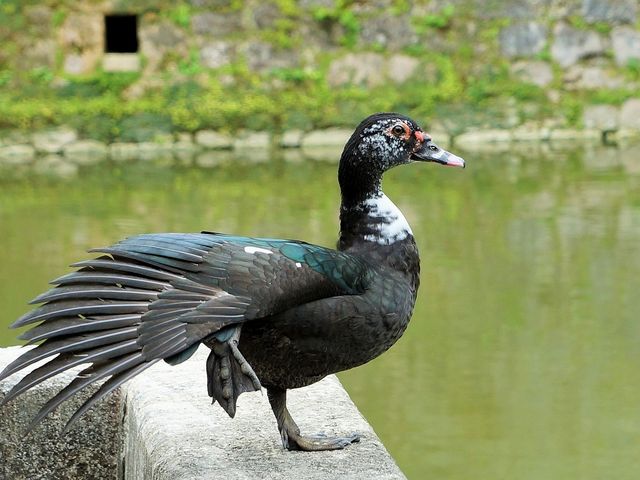 首里城の鳥_首里城公園