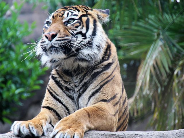 のんびり眠そうなトラ_八木山動物公園フジサキの杜(仙台市八木山動物公園)