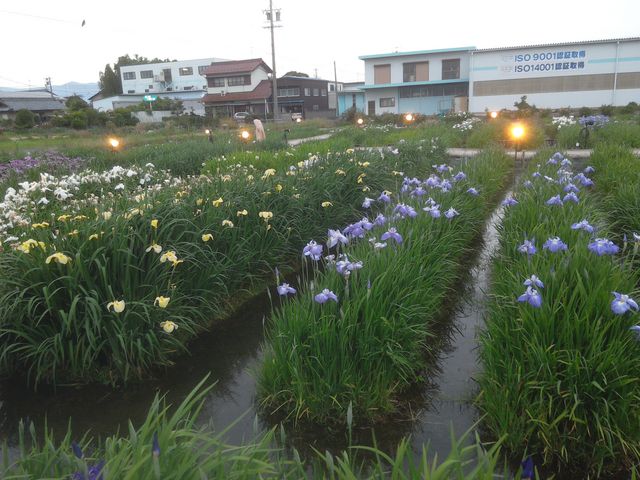 ライトアップが美しさを引き立てます。_曽根城跡(岐阜県大垣市)
