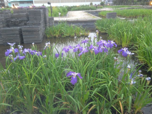 可愛い花菖蒲_曽根城跡(岐阜県大垣市)