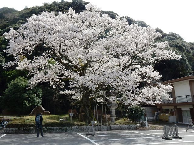 満開の鵜飼桜_岐阜護國神社