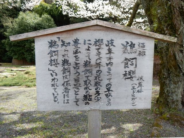 鵜飼桜 説明_岐阜護國神社