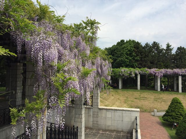 藤の花_前田森林公園