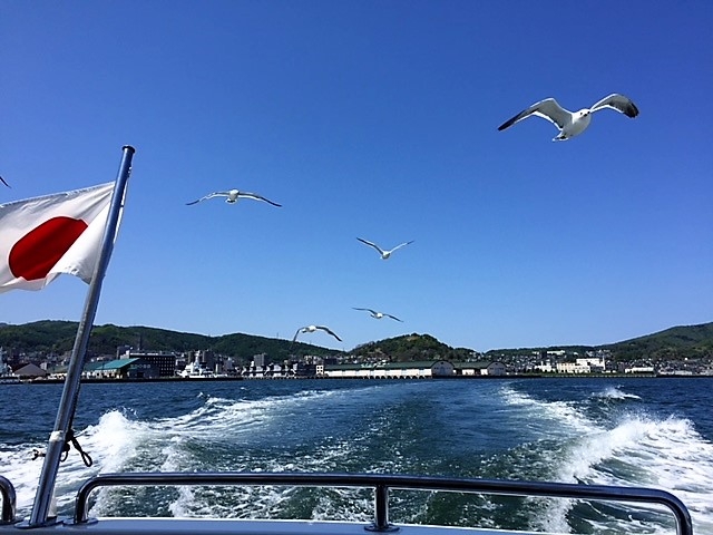 こんなに早くても頑張ってついてきます!_小樽海上観光船
