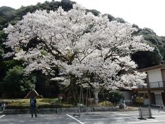 w-masaさんの岐阜護國神社への投稿写真1