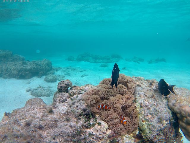 シュノーケルで撮影_新城海岸