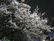 ガンマgdp高いショックさんの諏訪の桜トンネルの投稿写真2
