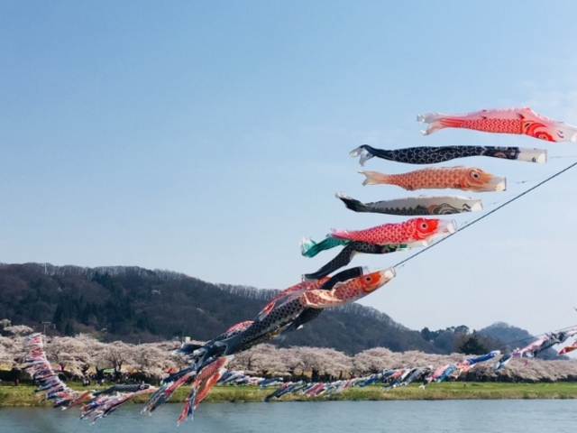 たくさんの鯉のぼりが川の上から迎えてくれます。_北上市立公園展勝地
