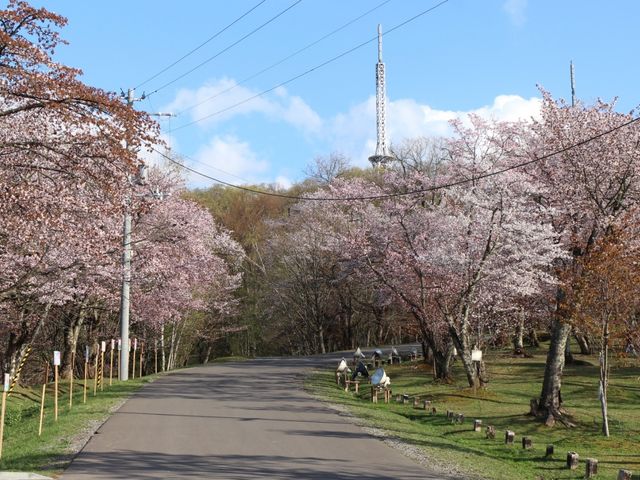 桜並木_旭山公園