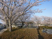JOEさんの井原堤水辺公園の投稿写真1
