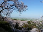 JOEさんの清水公園の桜の投稿写真1