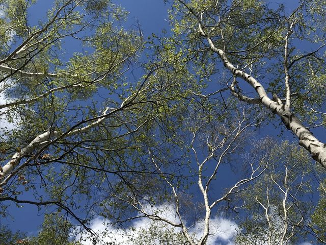 青空と白樺の木のコントラストが美しい_八千穂高原自然園
