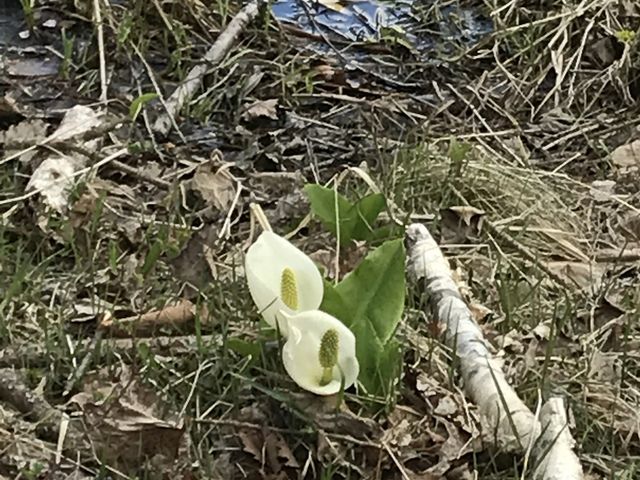 ミズバショウの花_八千穂高原自然園