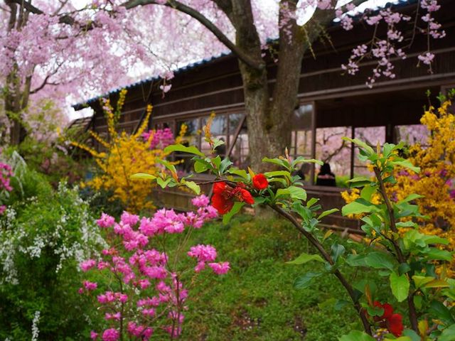 色々な種類の花が咲く_原谷苑