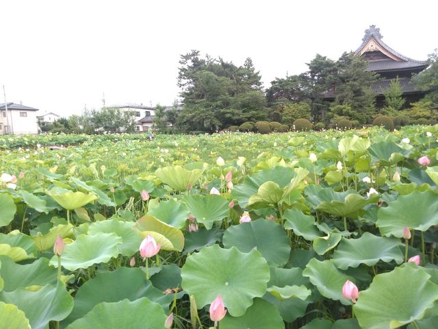 まだつぼみが多いです。_信濃国分寺の蓮