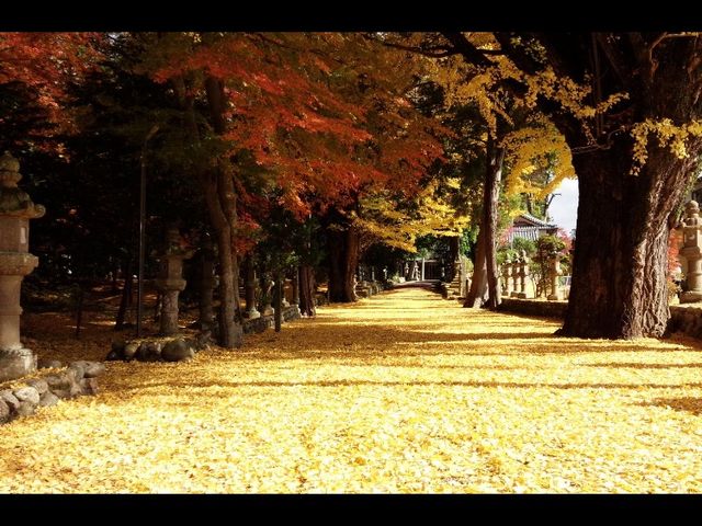 イチョウ_積田神社
