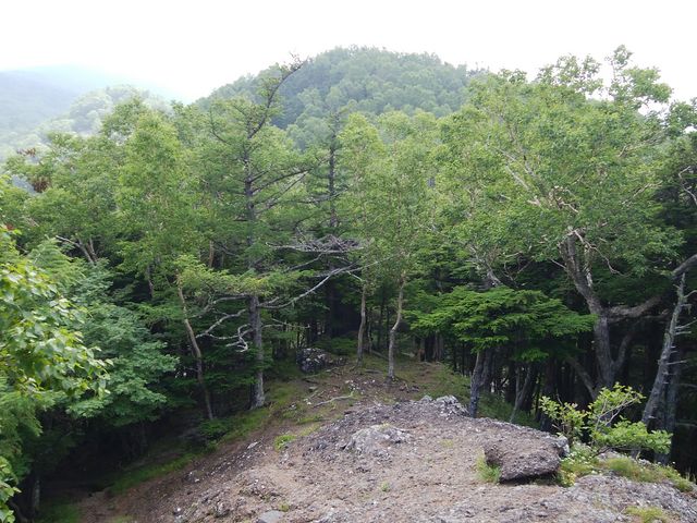 岩場から林の中へ_トキンの岩