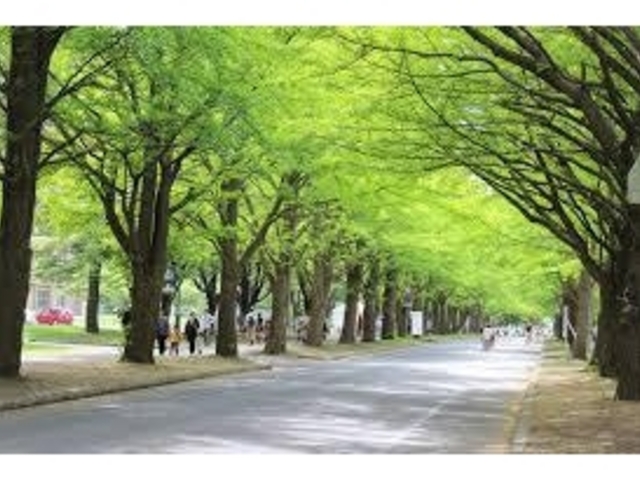 イチョウ並木_北海道大学