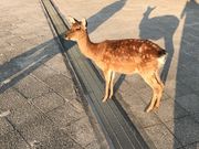 コロ選手さんの宮島表参道商店街の投稿写真1