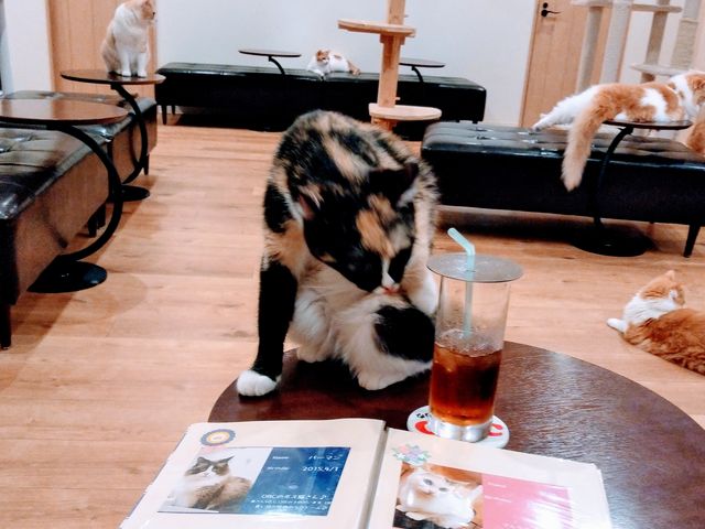 とてものんびり出来ます_CatCafeOBC