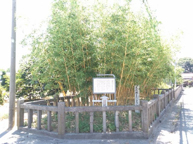 ゆみぶさんの篠原の金明竹の投稿写真1