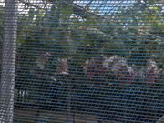 こうちゃんさんの足立ぶどう園の投稿写真2