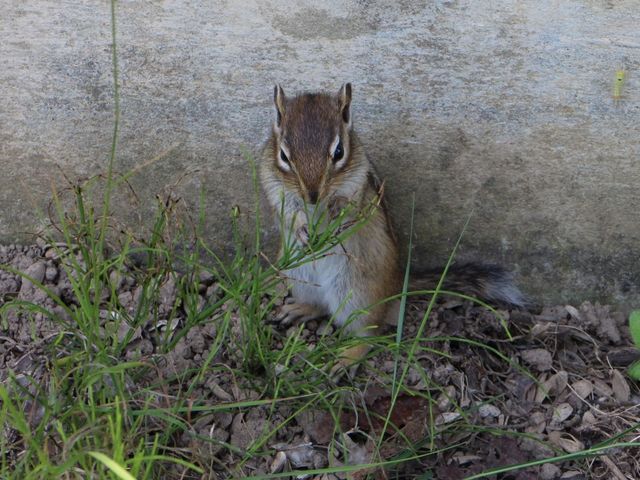 シマリス公園_小樽周辺自然歩道