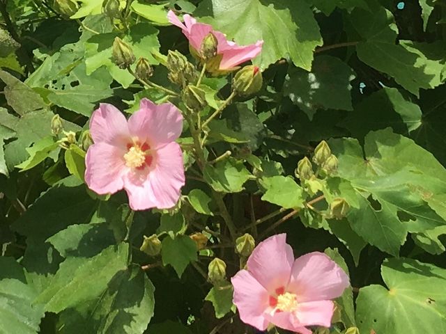 poporonさんの堀之内の芙蓉の投稿写真1