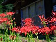 じゅんさんの舞鴫地区の彼岸花の投稿写真1