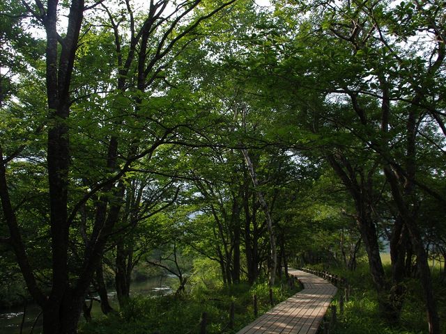 気持ちのいい林間の道。_戦場ヶ原