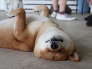 カッシーナさんの箱根園の投稿写真1