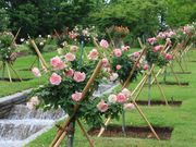 たかちゃんさんのローズガーデンちっぷべつの投稿写真2