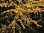 Yanwenliさんの高野山の投稿写真5