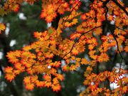 Yanwenliさんの高野山の投稿写真6