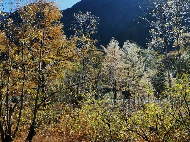 霜が降りた田代湿原_田代湿原