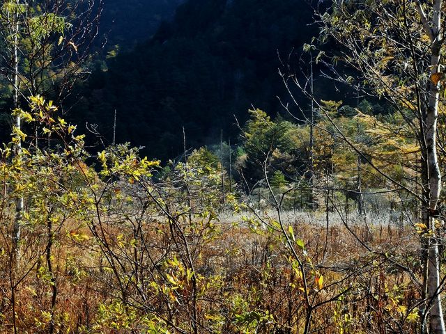 霜が降りた田代湿原a_田代湿原