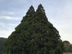 イワダイさんの小杉の大杉(トトロの木)への投稿写真1