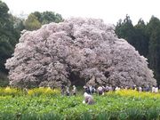 イオンさんの吉高の大桜の投稿写真1