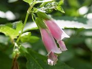 雷ちゃんさんの上高地の投稿写真8