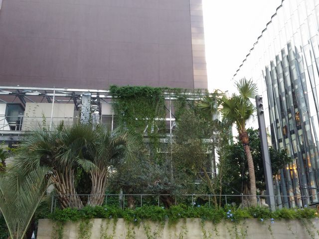 緑が綺麗_Ginza Sony Park