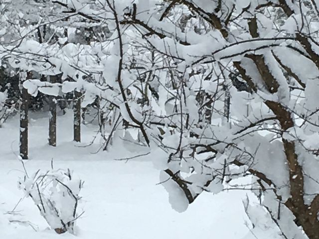 喫茶から見える裏庭は雪景色!_水の音土の音