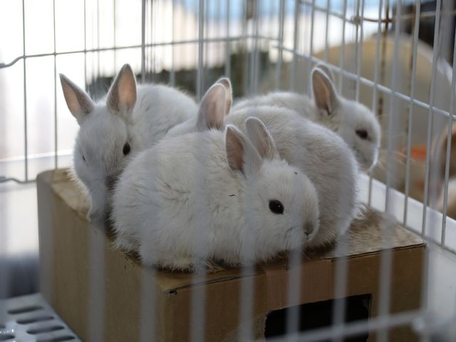 ころころ。_綾部ふれあい牧場