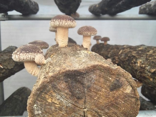 しいたけ_栗原しいたけ園