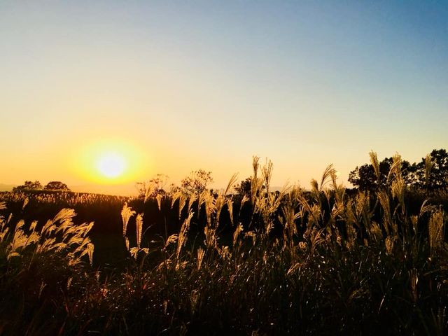 瀬ノ下高原の夕焼けに揺れるススキ_瀬ノ本高原