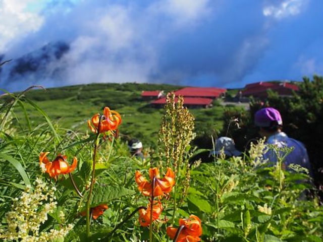 道脇は絶えず高山植物_白山