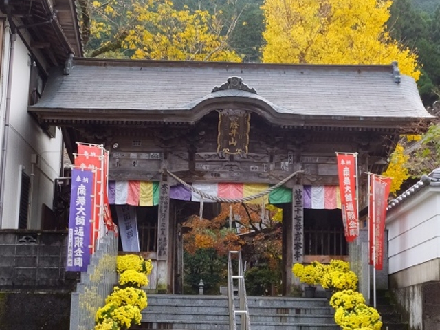 階段の両側には沢山の菊の鉢が_岩本寺